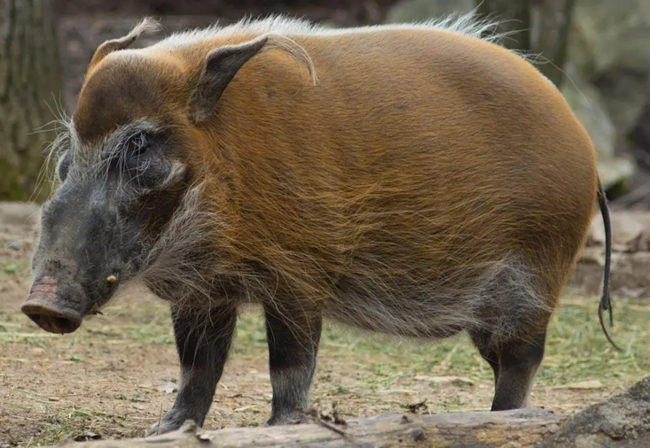 bush pig